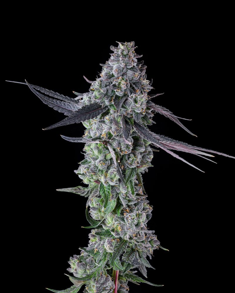 Goofiez^2, Фасовка: 3